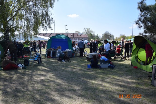 pieski3d 254